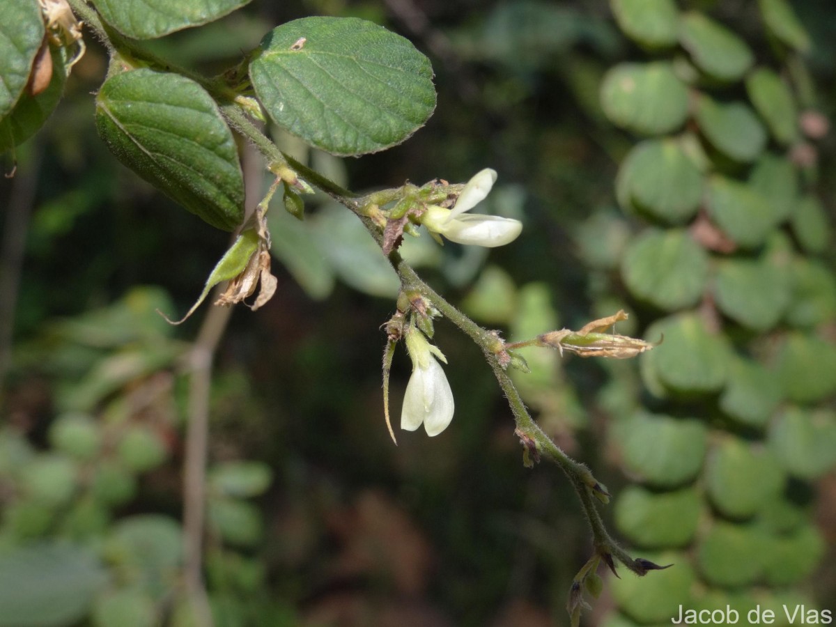 Phyllodium pulchellum (L.) Desv.
